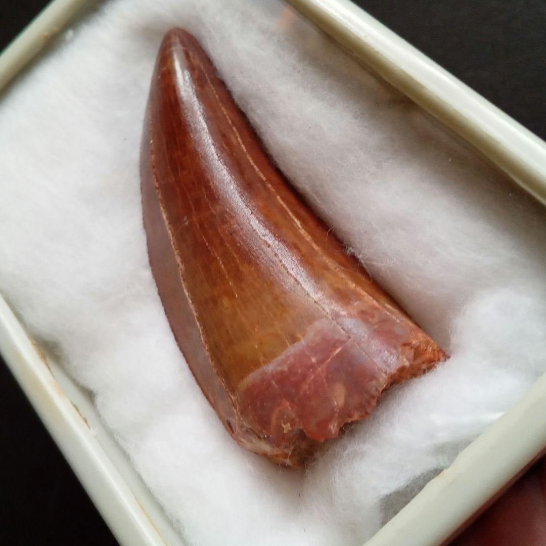 歯化石　恐竜　アフリカ獣脚類　極美麗　高品質標本