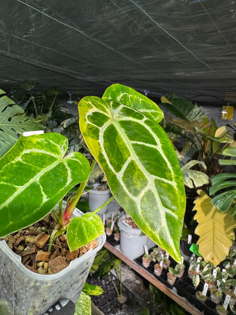 アンスリウム　ミシェル　x クリスタル　シルバー　レア交配　美斑入り　送料込み