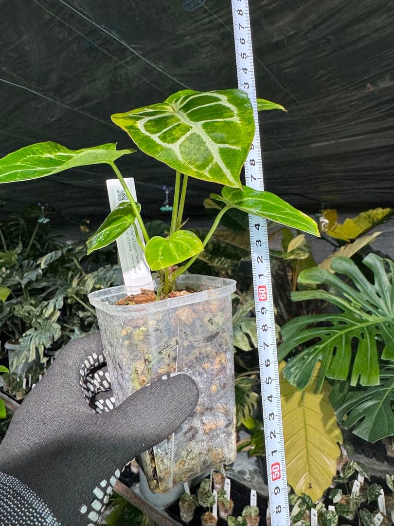 アンスリウム　ミシェル　x クリスタル　シルバー　レア交配　美斑入り　送料込み