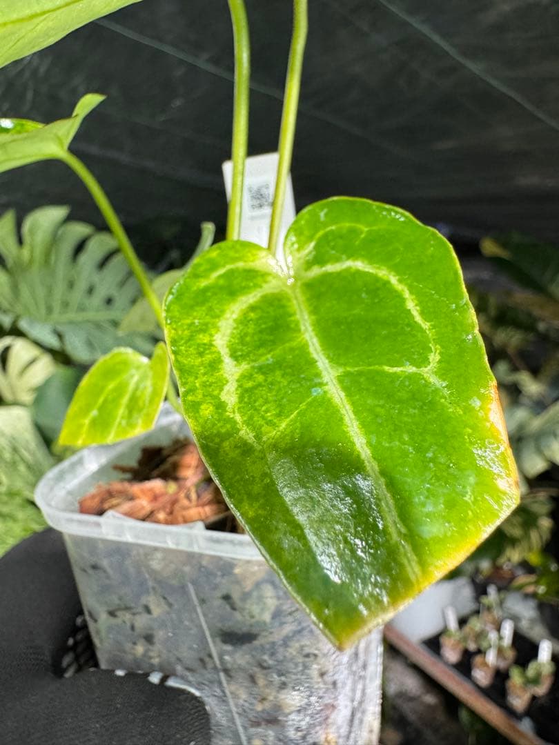 アンスリウム　ミシェル　x クリスタル　シルバー　レア交配　美斑入り　送料込み