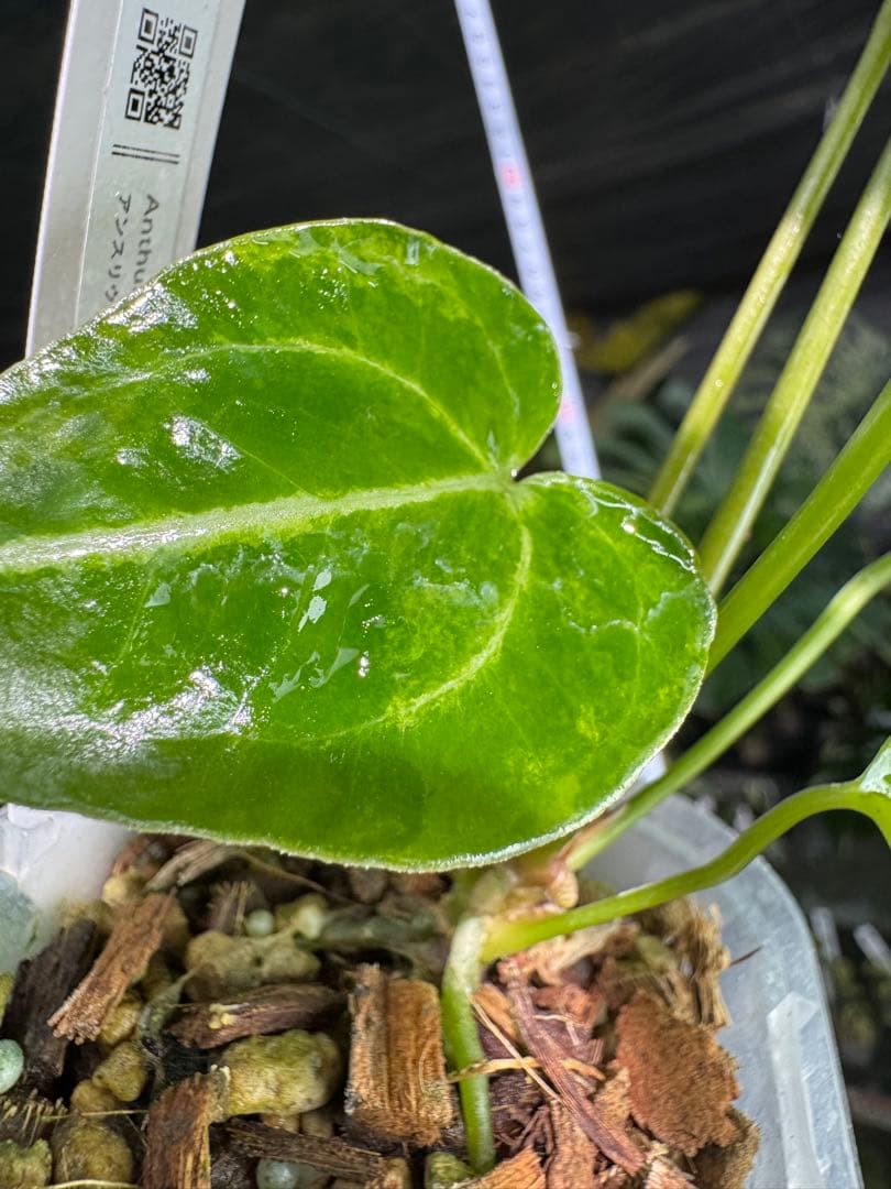 アンスリウム　ミシェル　x クリスタル　シルバー　レア交配　美斑入り　送料込み