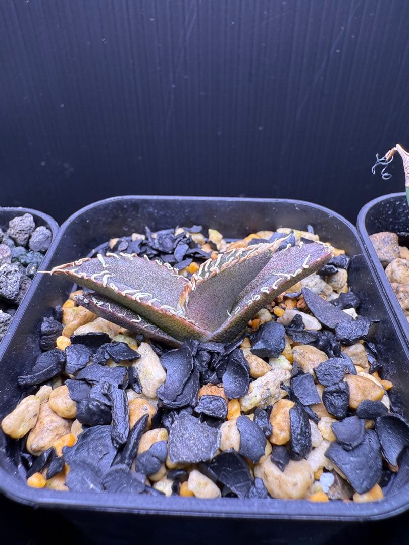 タ*カ様 2026 初売り アガベ オテロイ実生 等 No.4