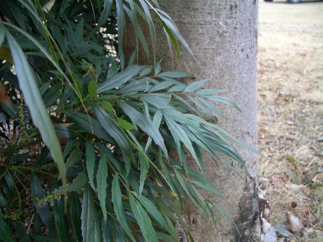 カシオ EXILIM EX-Z4 オールドコンデジ デジカメ バッテリー新品