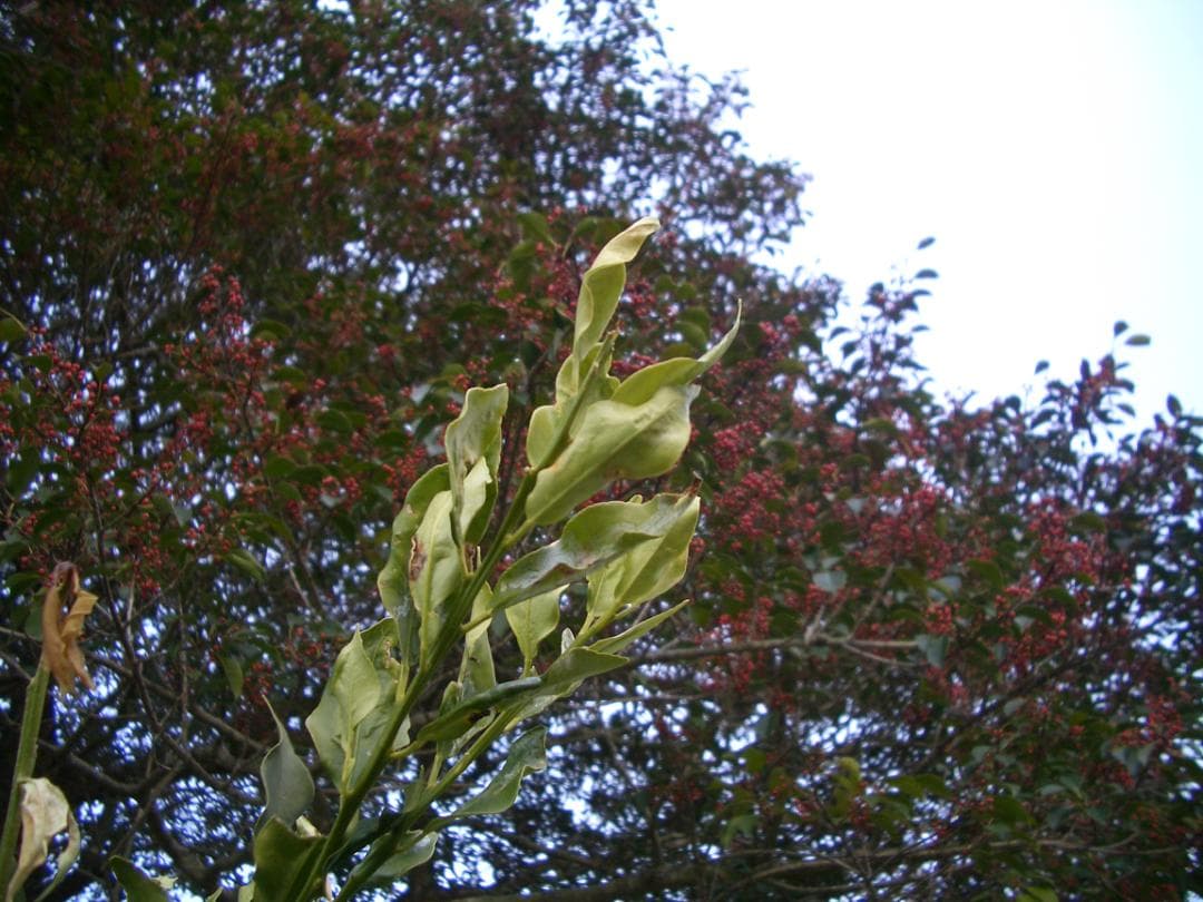 カシオ EXILIM EX-Z4 オールドコンデジ デジカメ バッテリー新品