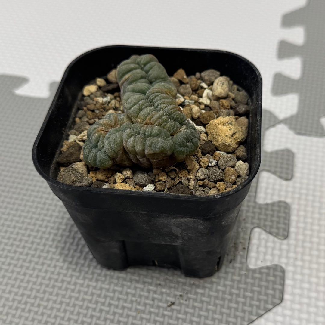 烏羽玉 綴化　Lophophora williamsii f. cristata