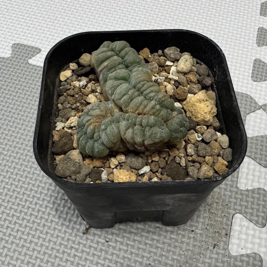 烏羽玉 綴化　Lophophora williamsii f. cristata