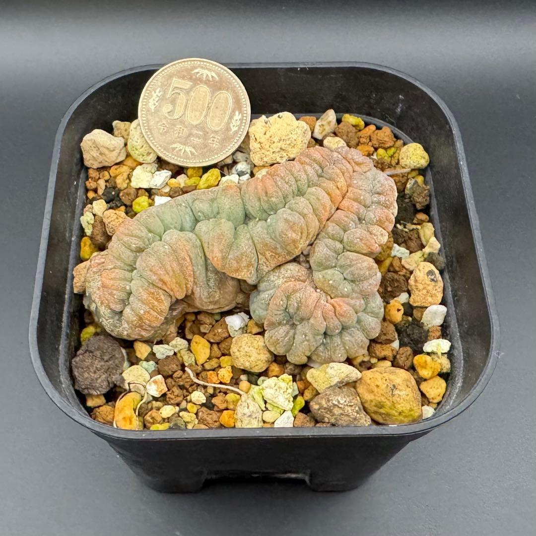 烏羽玉 綴化　Lophophora williamsii f. cristata