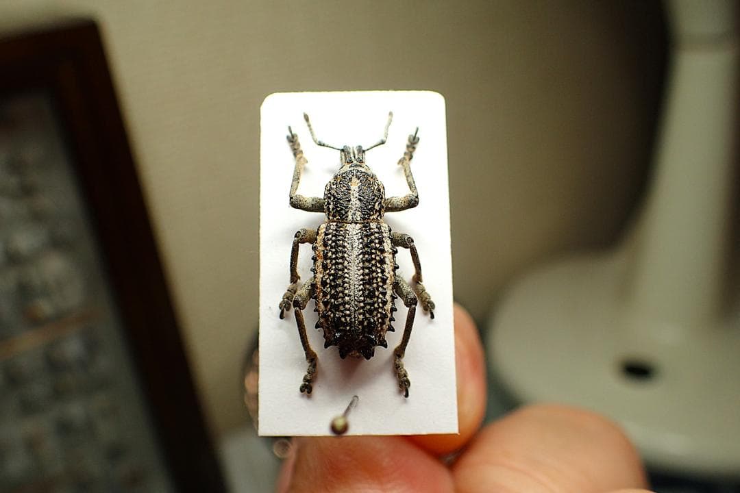 豪州のハイカラな大型ゾウムシ