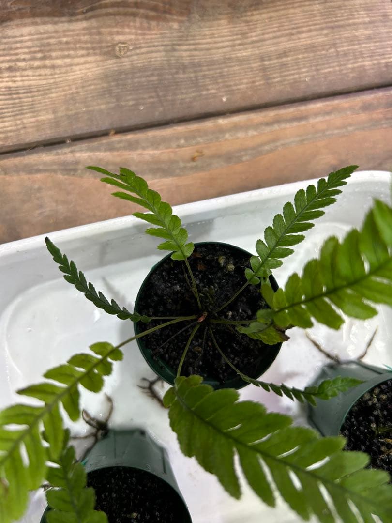 ブレクナム オブツサタムBlechnum obtusatum 5株