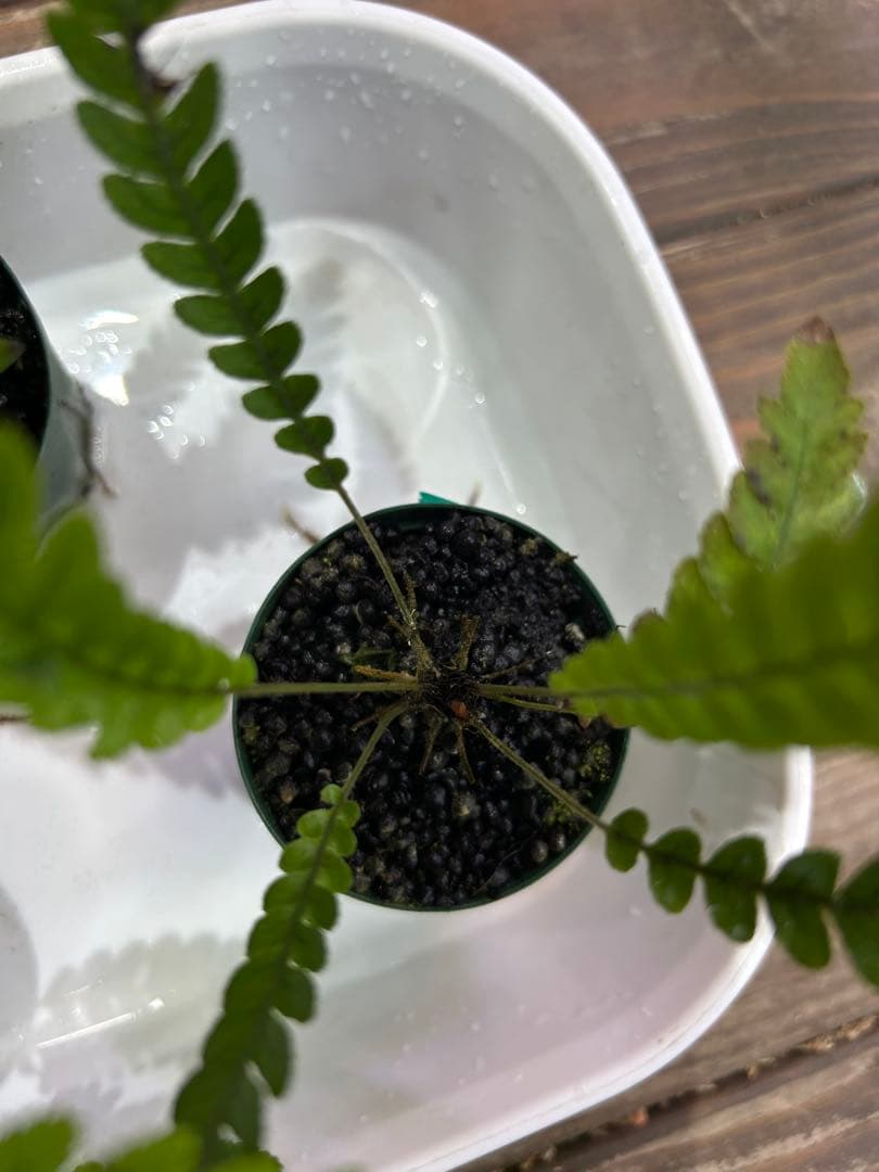 ブレクナム オブツサタムBlechnum obtusatum 5株