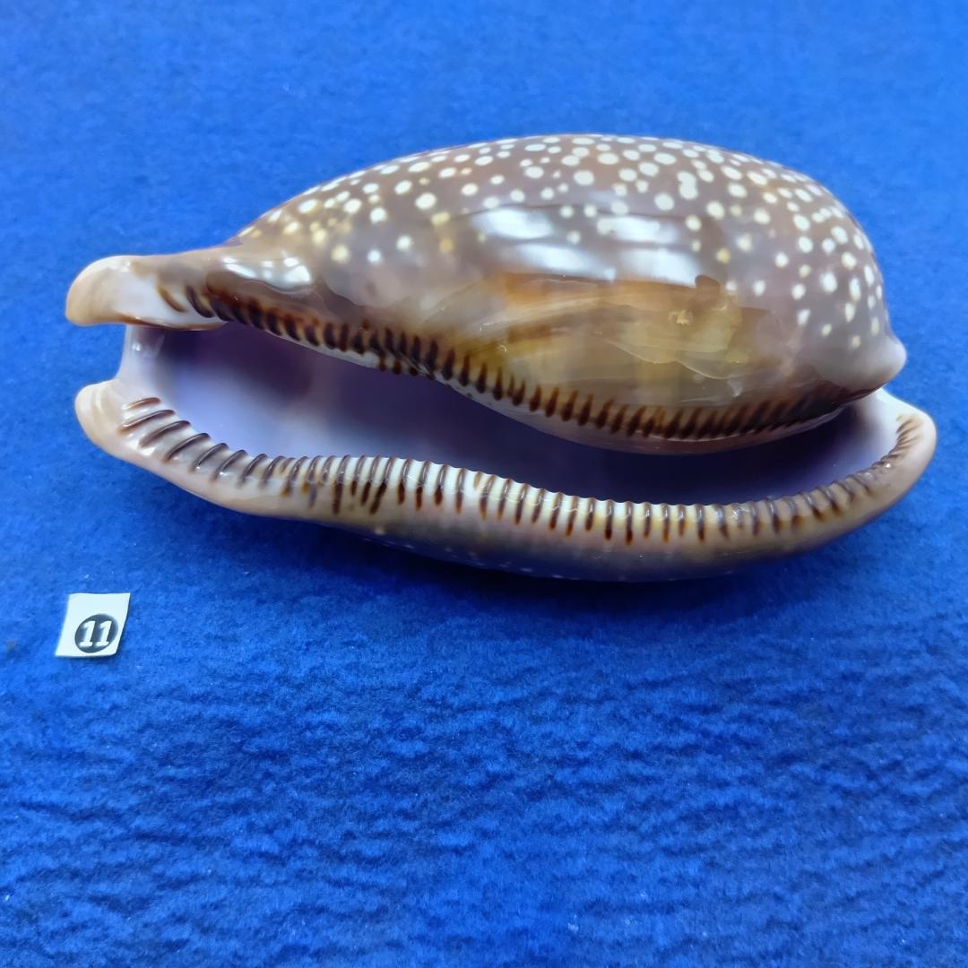 ⓯ -1貝標本シカダカラ