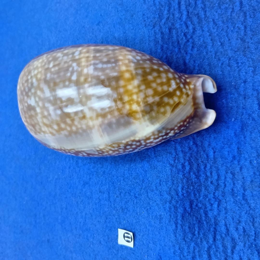 ⓯ -1貝標本シカダカラ