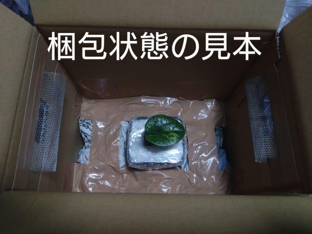 斑入り　カンアオイ　タマノカンアオイ　小次郎(こじろう)