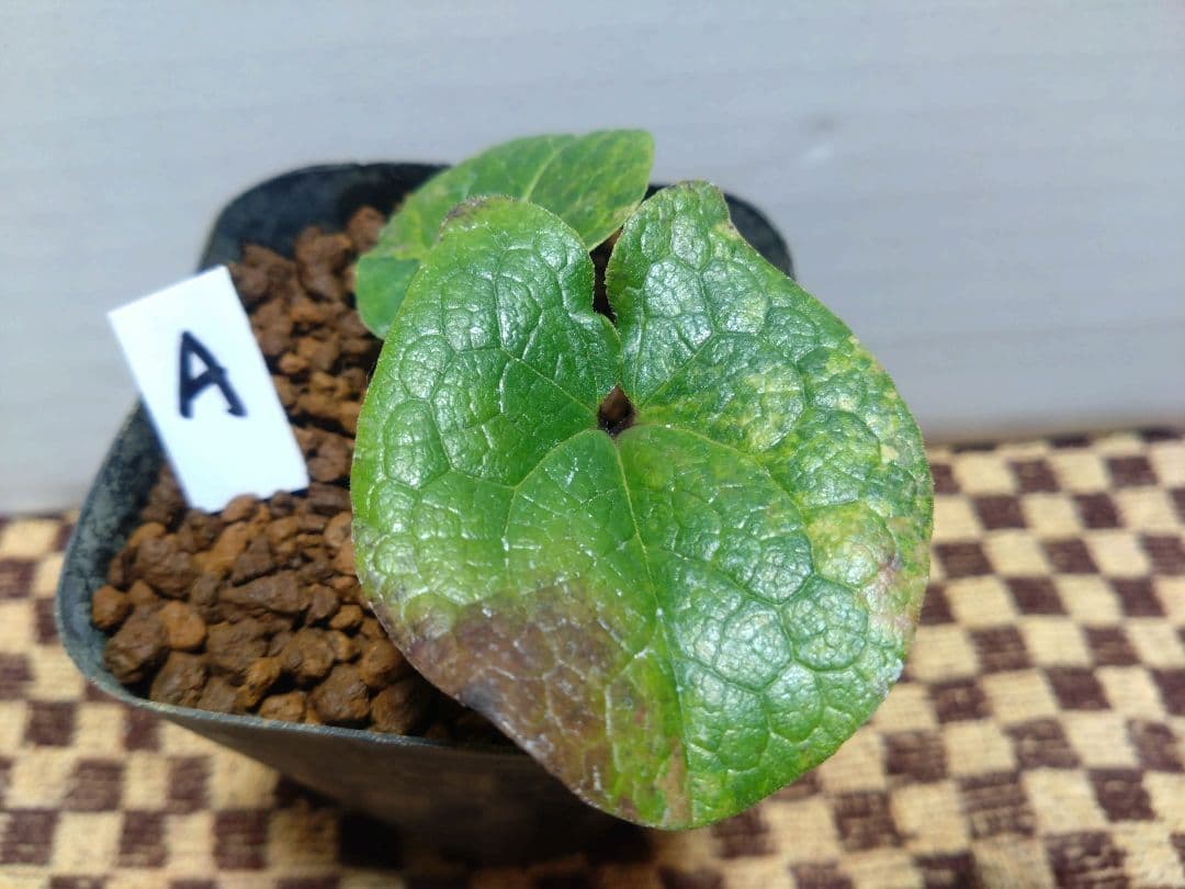 斑入り　カンアオイ　タマノカンアオイ　小次郎(こじろう)