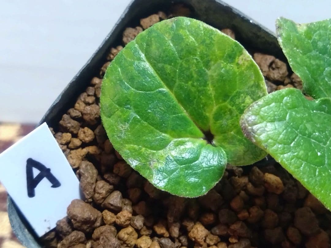 斑入り　カンアオイ　タマノカンアオイ　小次郎(こじろう)