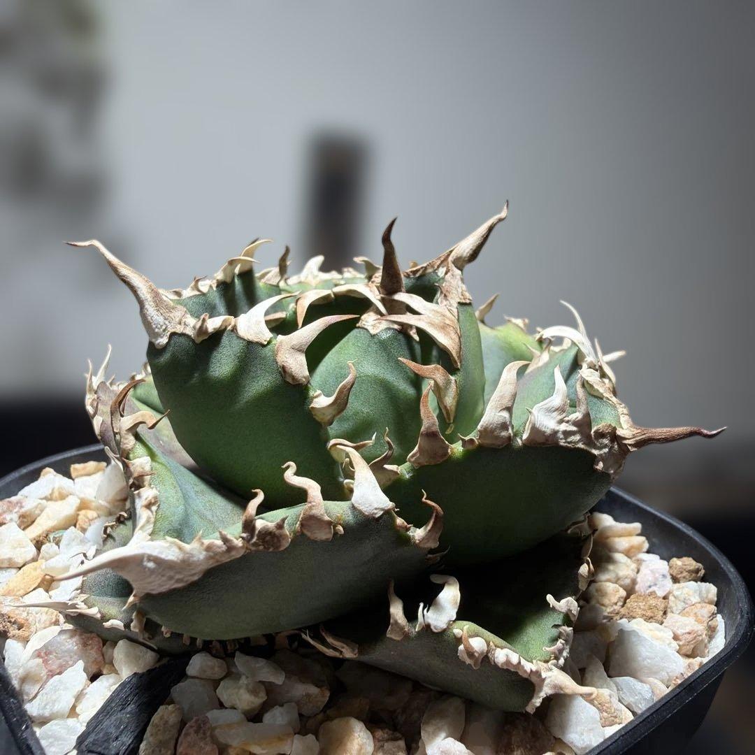 アガベチタノタ　金剛　キングコング　龍球会産OC ライセンスプランツさん株