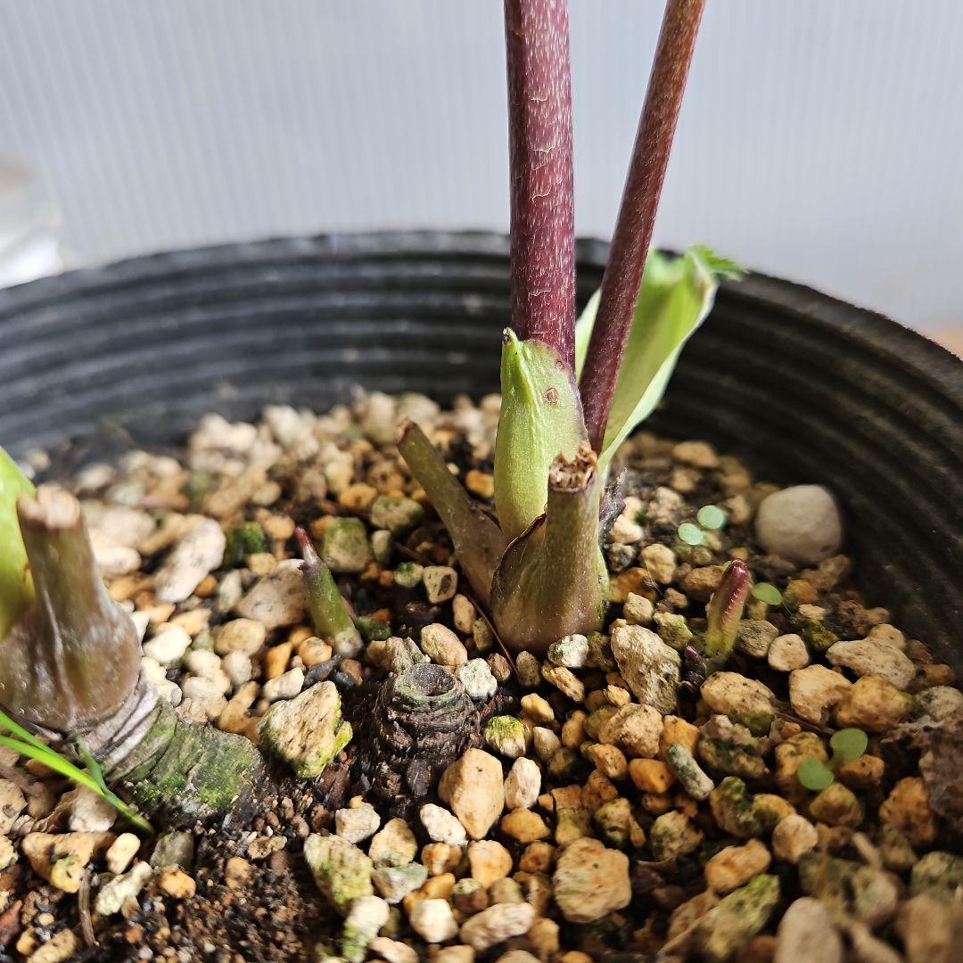 ✿㉖-297クリスマスローズ