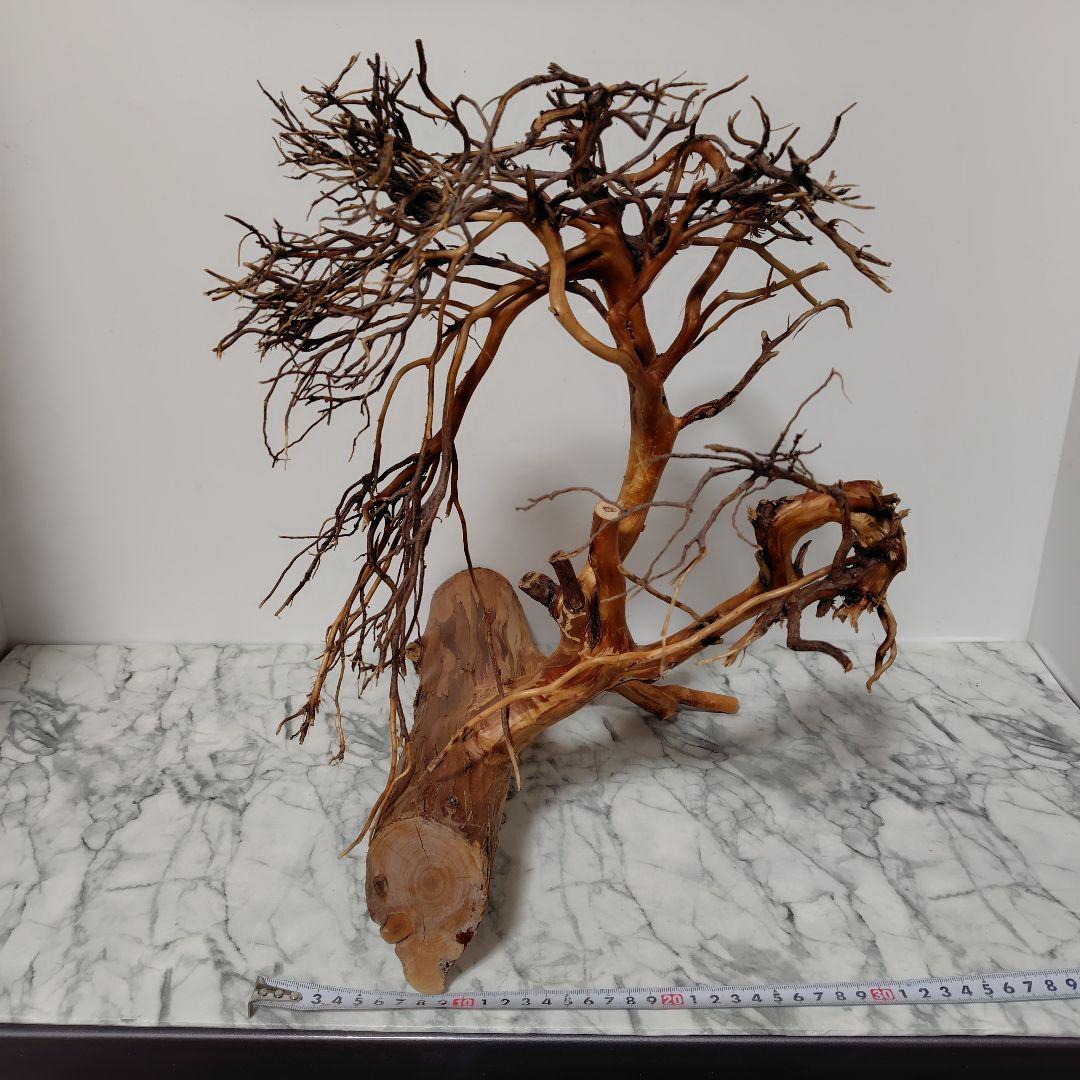 アク抜き済み流木【17】セール