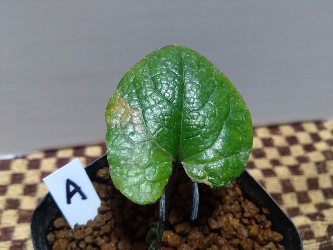 斑入り　カンアオイ　タマノカンアオイ　城山(しろやま)