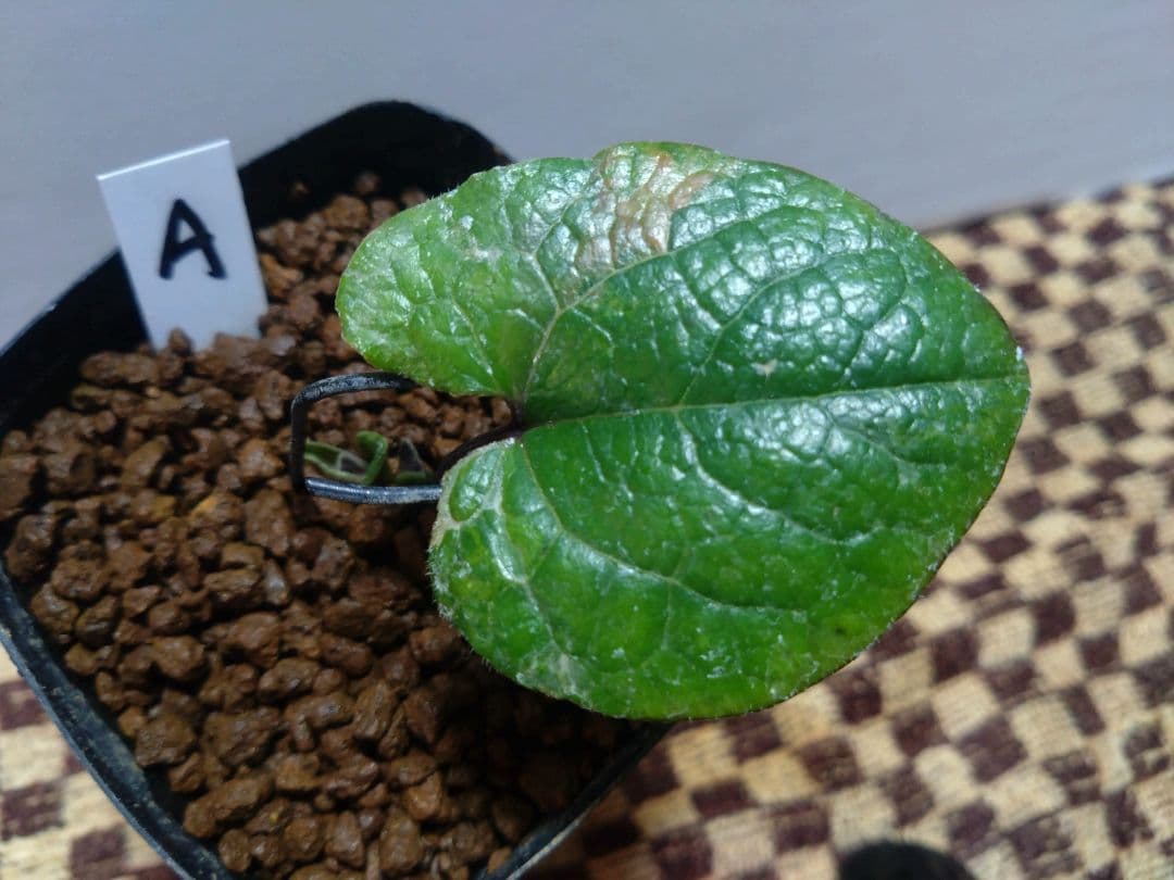 斑入り　カンアオイ　タマノカンアオイ　城山(しろやま)