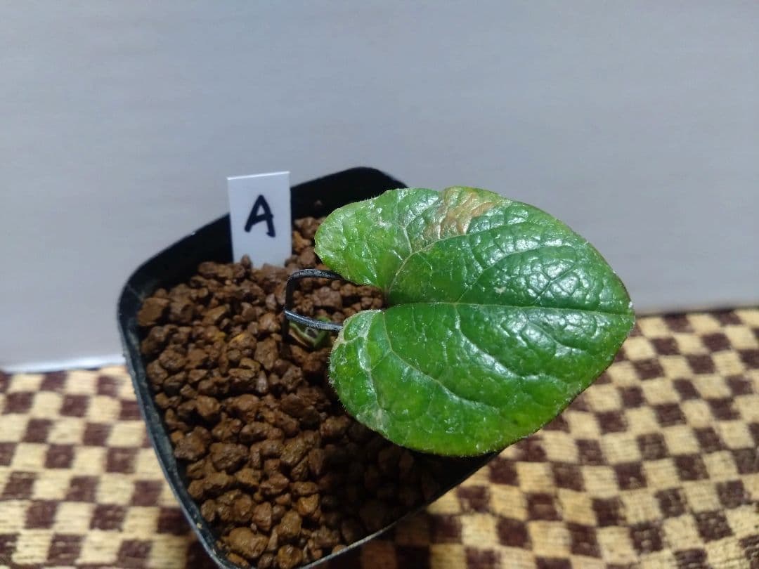 斑入り　カンアオイ　タマノカンアオイ　城山(しろやま)