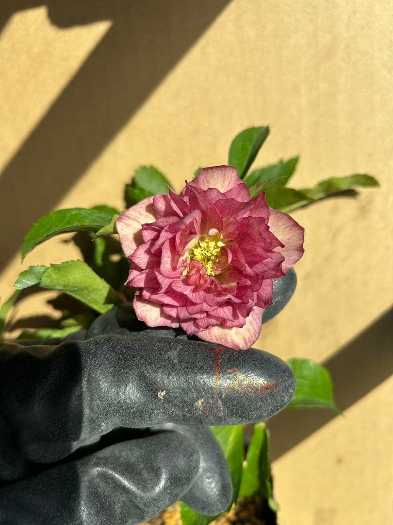 加藤農園 クリスマスローズ ゴールド系 同梱推奨