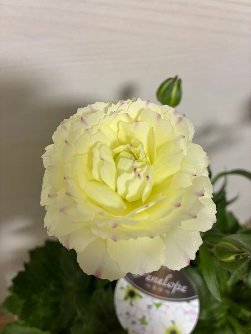 ラナンキュラスラックス　開花株　新品種　ペネロペ　ディーバ　ヘスティア　3苗