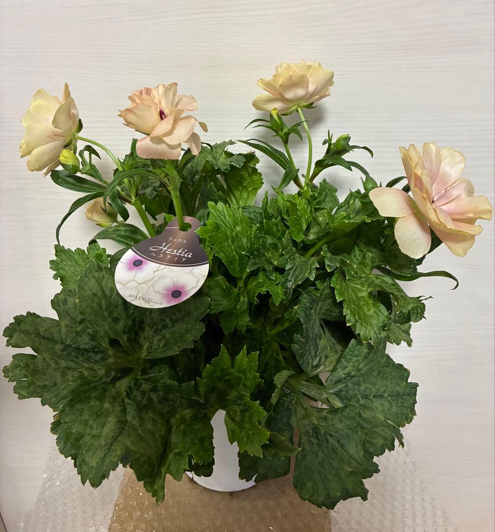 ラナンキュラスラックス　開花株　新品種　ペネロペ　ディーバ　ヘスティア　3苗