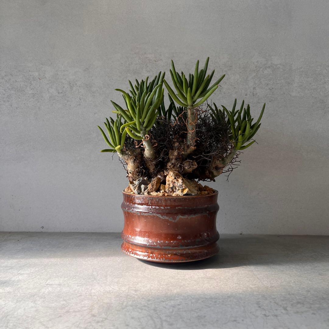 S*y様 大株　チレコドン　レティキュラータス　万物想　 現地球　発根済　陶器鉢