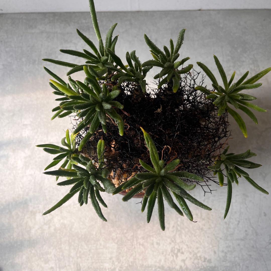 S*y様 大株　チレコドン　レティキュラータス　万物想　 現地球　発根済　陶器鉢