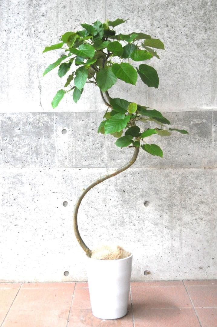 フィカス・ウンベラータ 8号 140cm S-shaped tree form