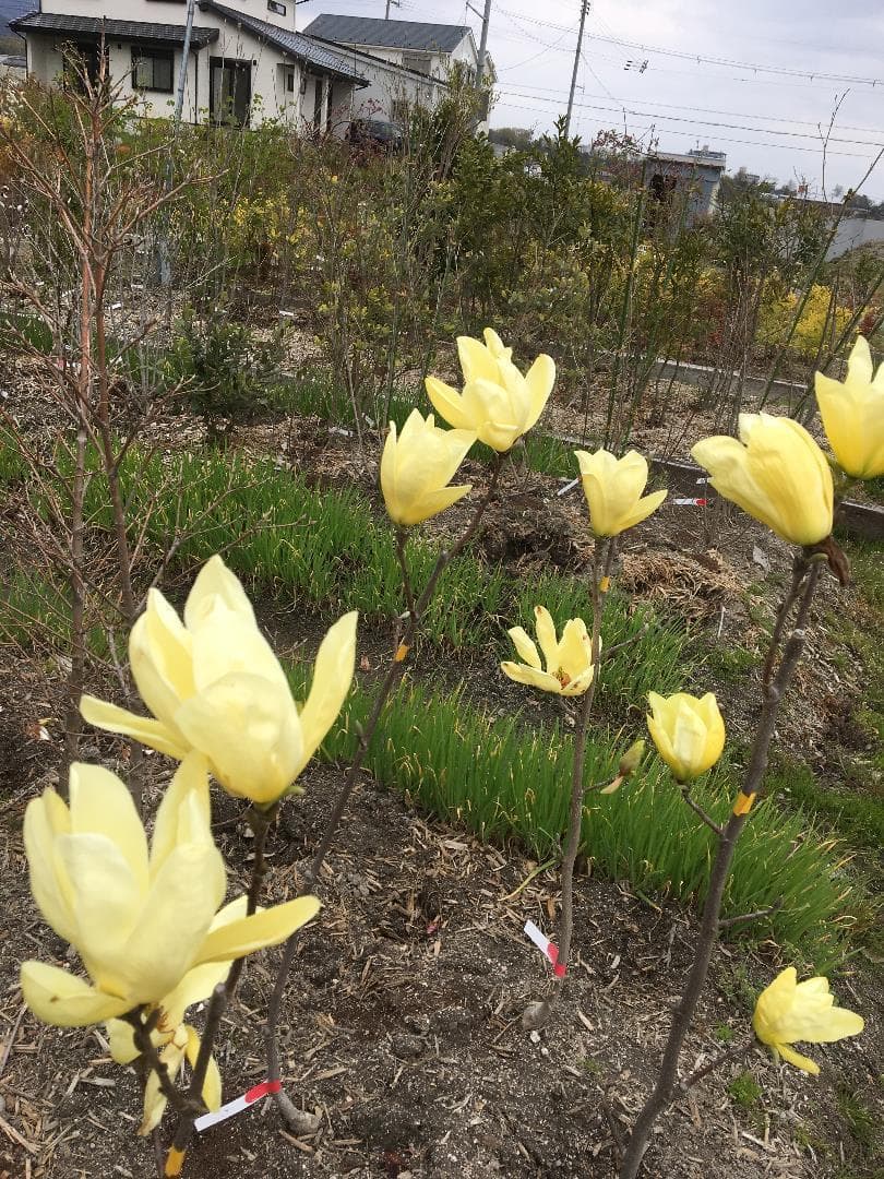 《現品》モクレン　エリザベス　樹高1.4ｍ（根鉢含まず）34【黄花/苗木】