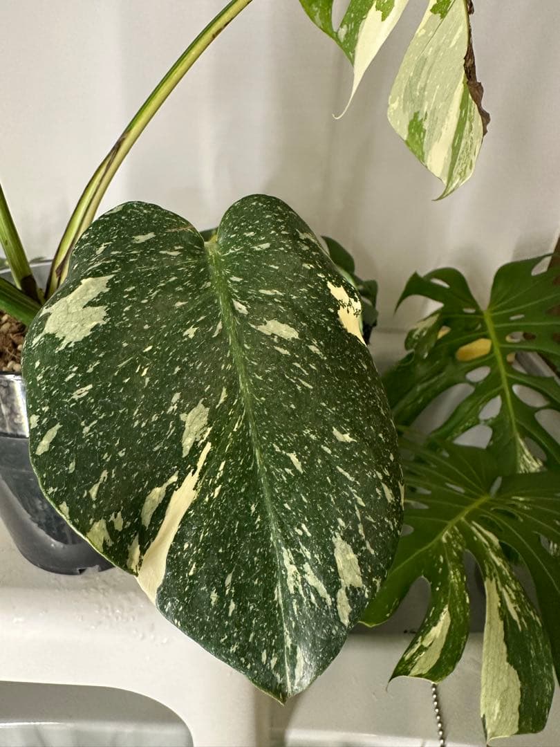 モンステラデリシオーサクリームブリュレ5号鉢 中株