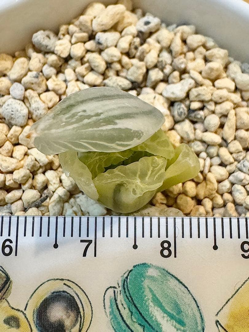 ハオルチア　白蛇伝　カキ仔　発根済み