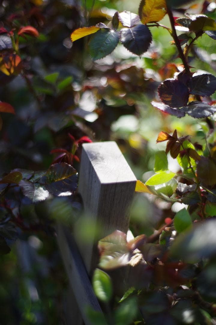 幻のZK！Classicプラナー最終モデルPlanar 50mm F1.4 ZK