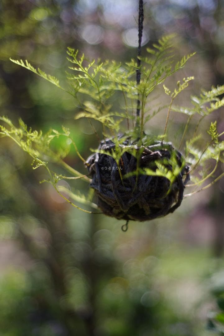 幻のZK！Classicプラナー最終モデルPlanar 50mm F1.4 ZK
