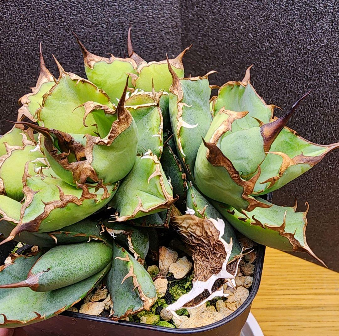 こ*ん様 多頭　アガベ　チタノタローズ　イラン株