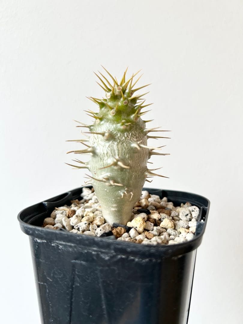 パキポディウム　アンボンゲンセ　国内実生株