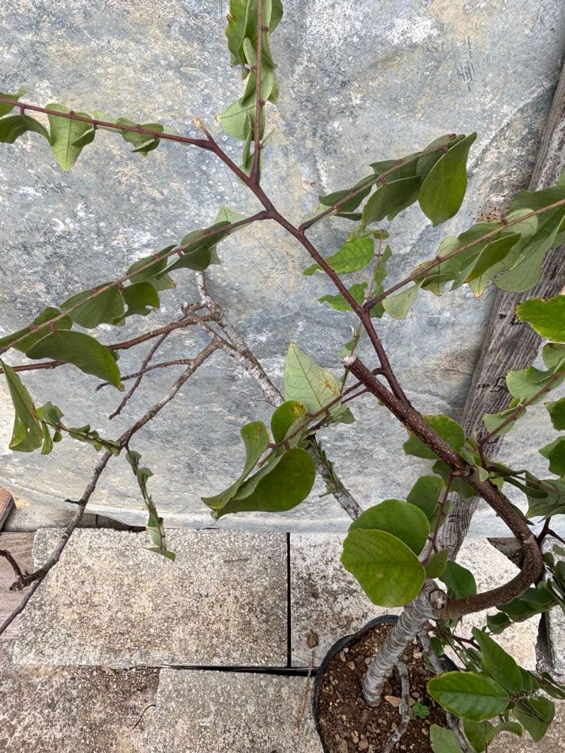 スターフルーツ　取り木苗木　1株