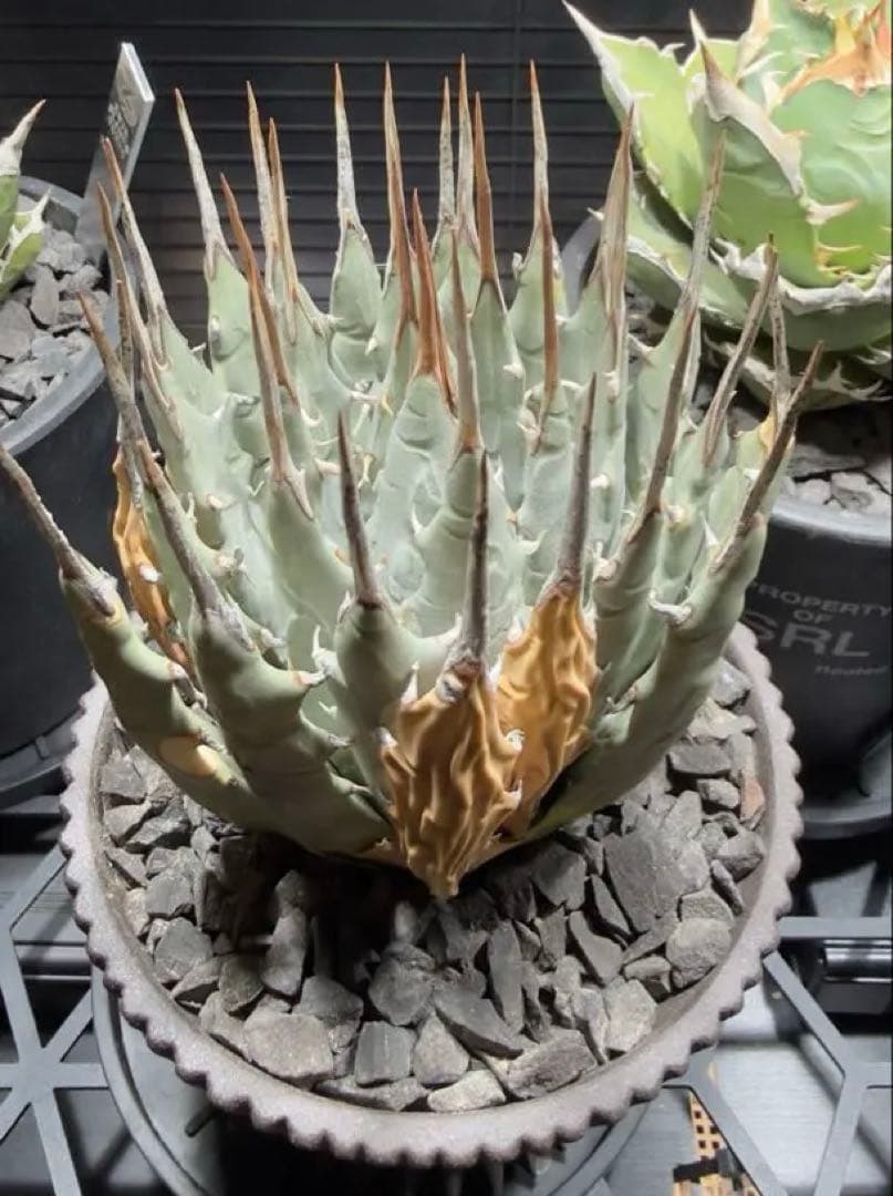 エボリスピナ　現地球　発根済