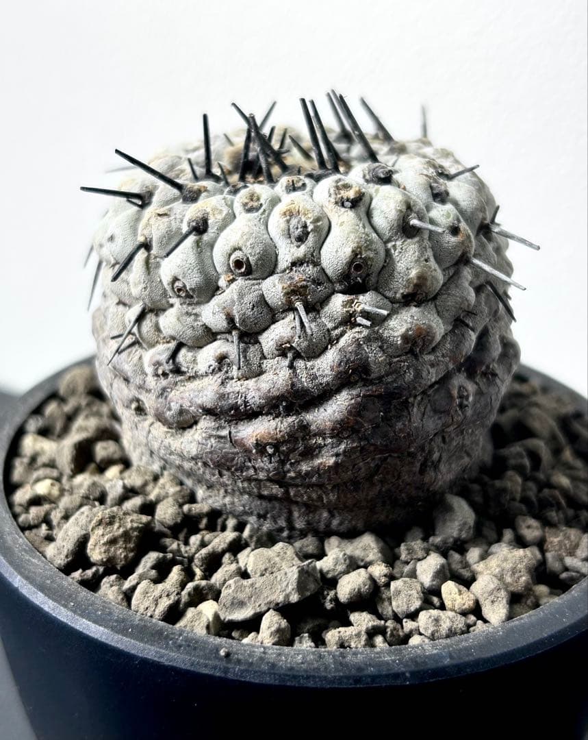 【超希少】現地球　コピアポア　シネレア　コルムナアルバ　孤竜丸　発根済　横幅6㎝