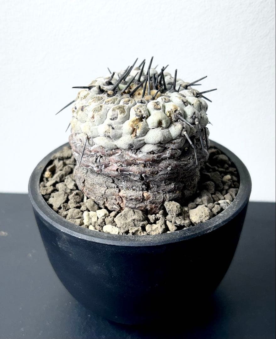 【超希少】現地球　コピアポア　シネレア　コルムナアルバ　孤竜丸　発根済　横幅6㎝