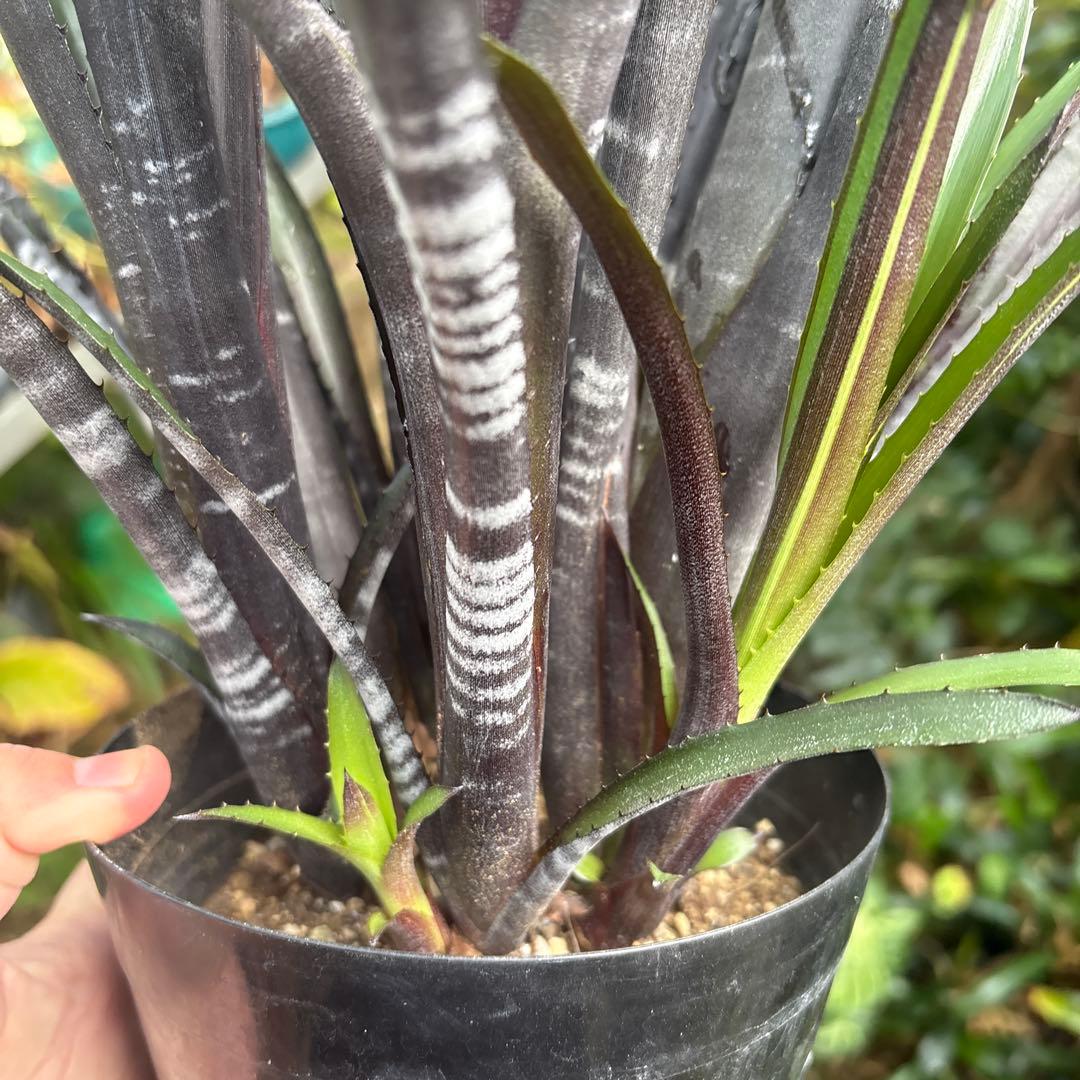 ビルベルギア　ダースベイダー　特大株②