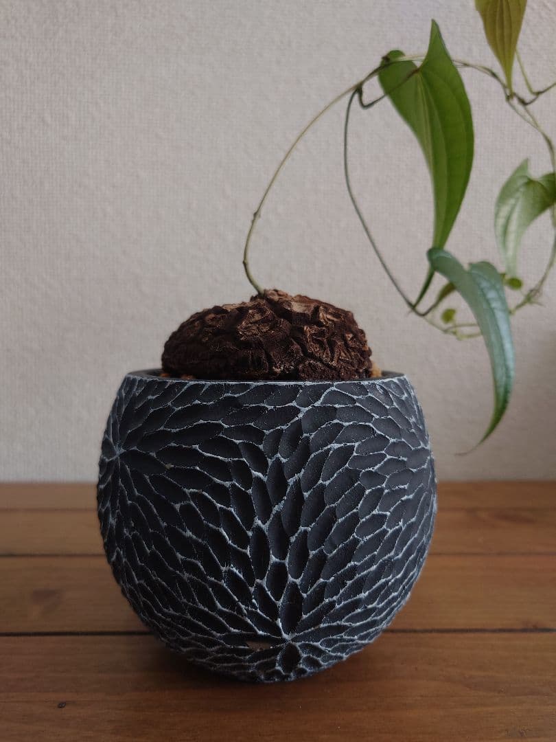 メキシコ亀甲竜 ベアルート株 発根済み ディオスコレア