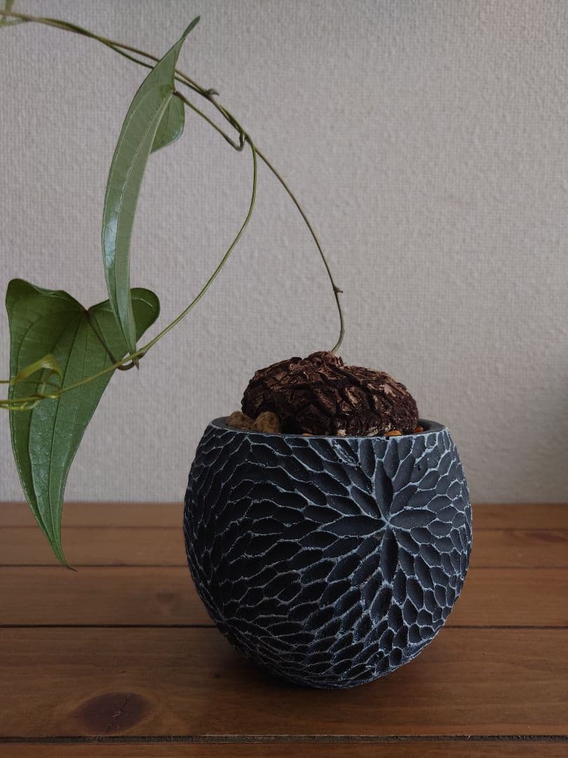 メキシコ亀甲竜 ベアルート株 発根済み ディオスコレア