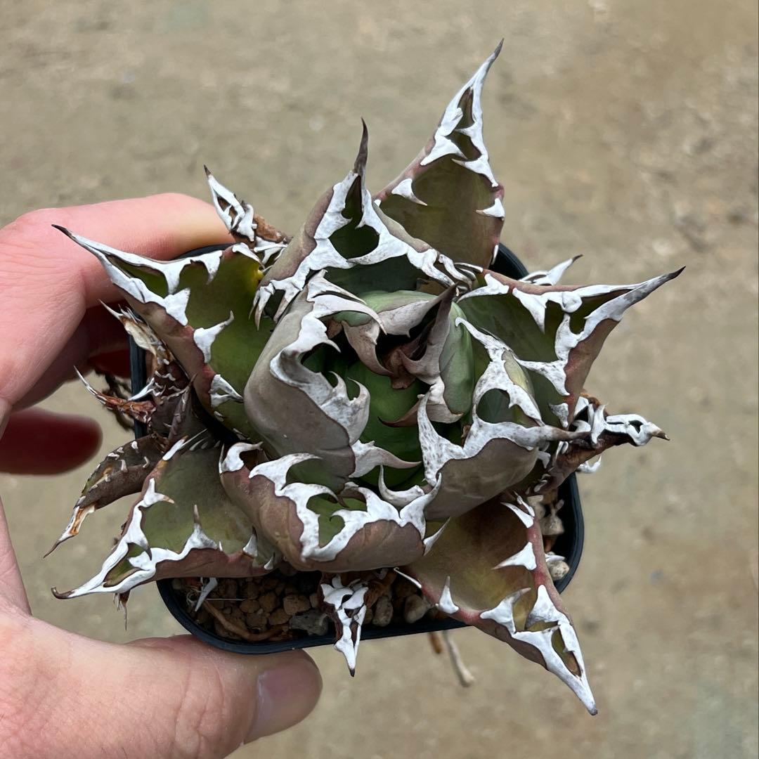 アガベ　チタノタ　農大　国産　活着済