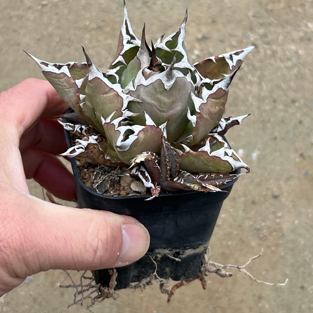 アガベ　チタノタ　農大　国産　活着済