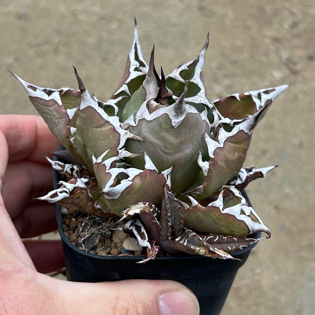 アガベ　チタノタ　農大　国産　活着済