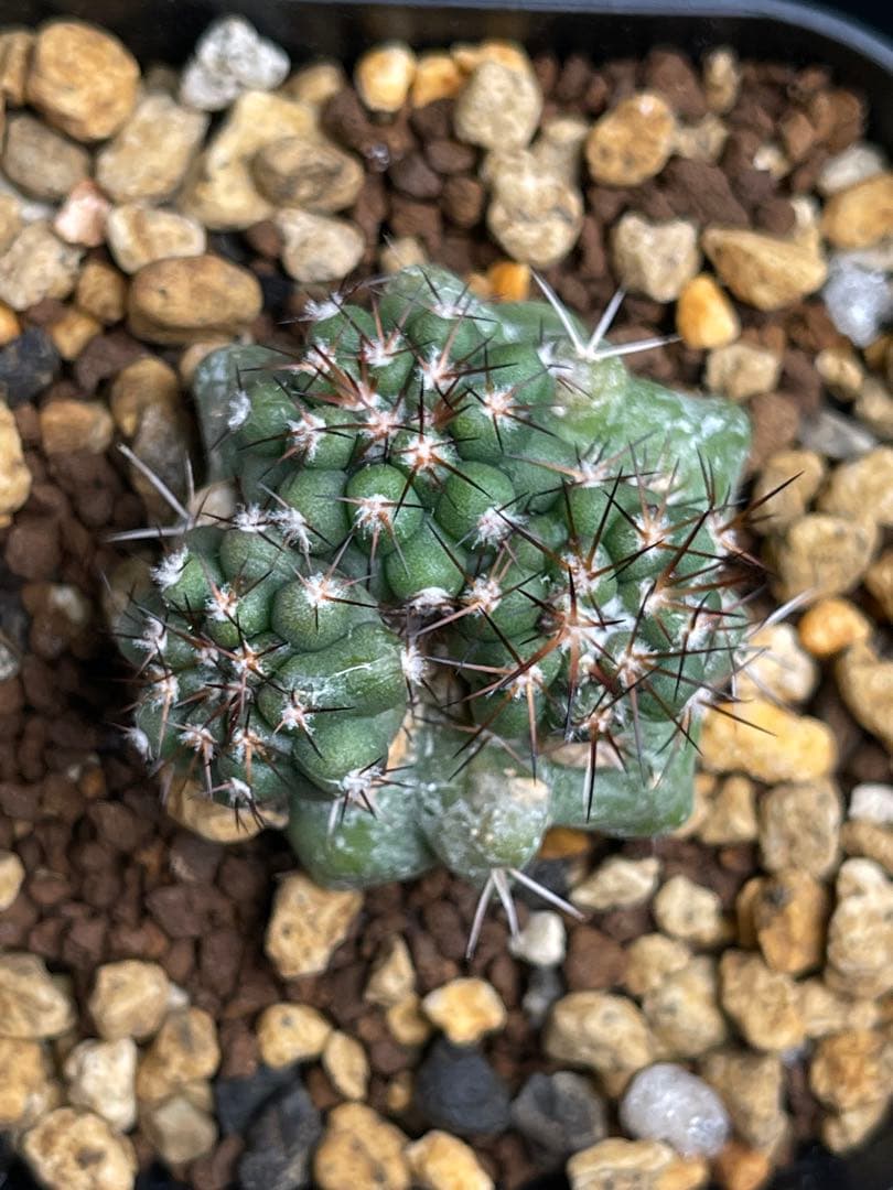 EMP コピアポア 黒王丸×竜爪玉 群生 実生 / CT37