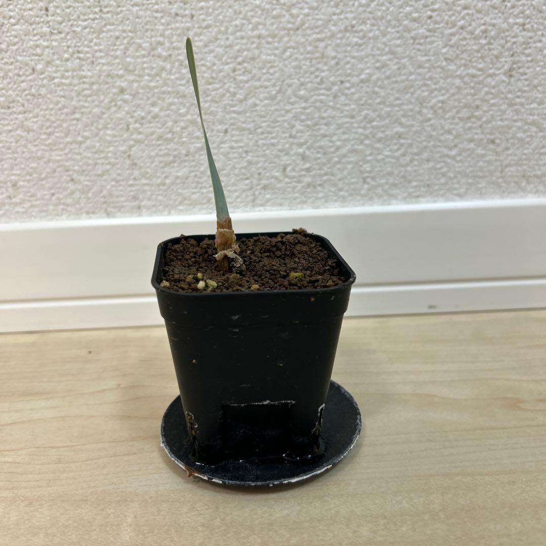 【激レア】ブーファン　ハエマンソイデス×ディスティチャ交配10 11 3株まとめ